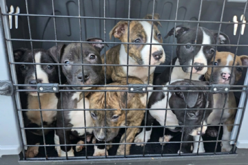 Baricella, recuperati 16 cani rimasti soli dopo il decesso del proprietario. Intervento della P.L., del Servizio Veterinario dell'AUSL e di OIPA ODV